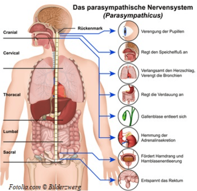 Das parasympathische Nervensystem, Parasympathicus Bindungstrauma - Parasympaticus