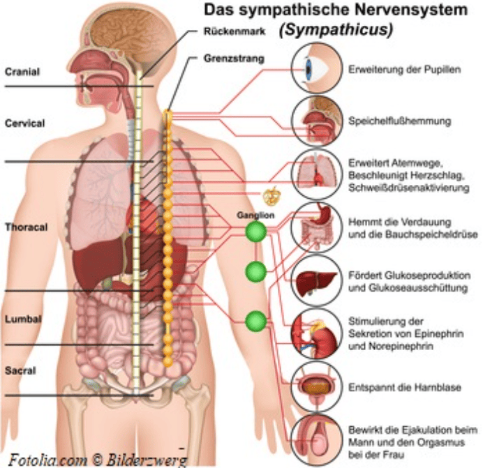 Das parasympathische Nervensystem, Parasympathicus Bindungstrauma - Parasympaticus